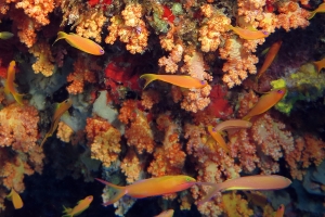 Pseudanthias squamipinnis, Pseudanthias ignitus