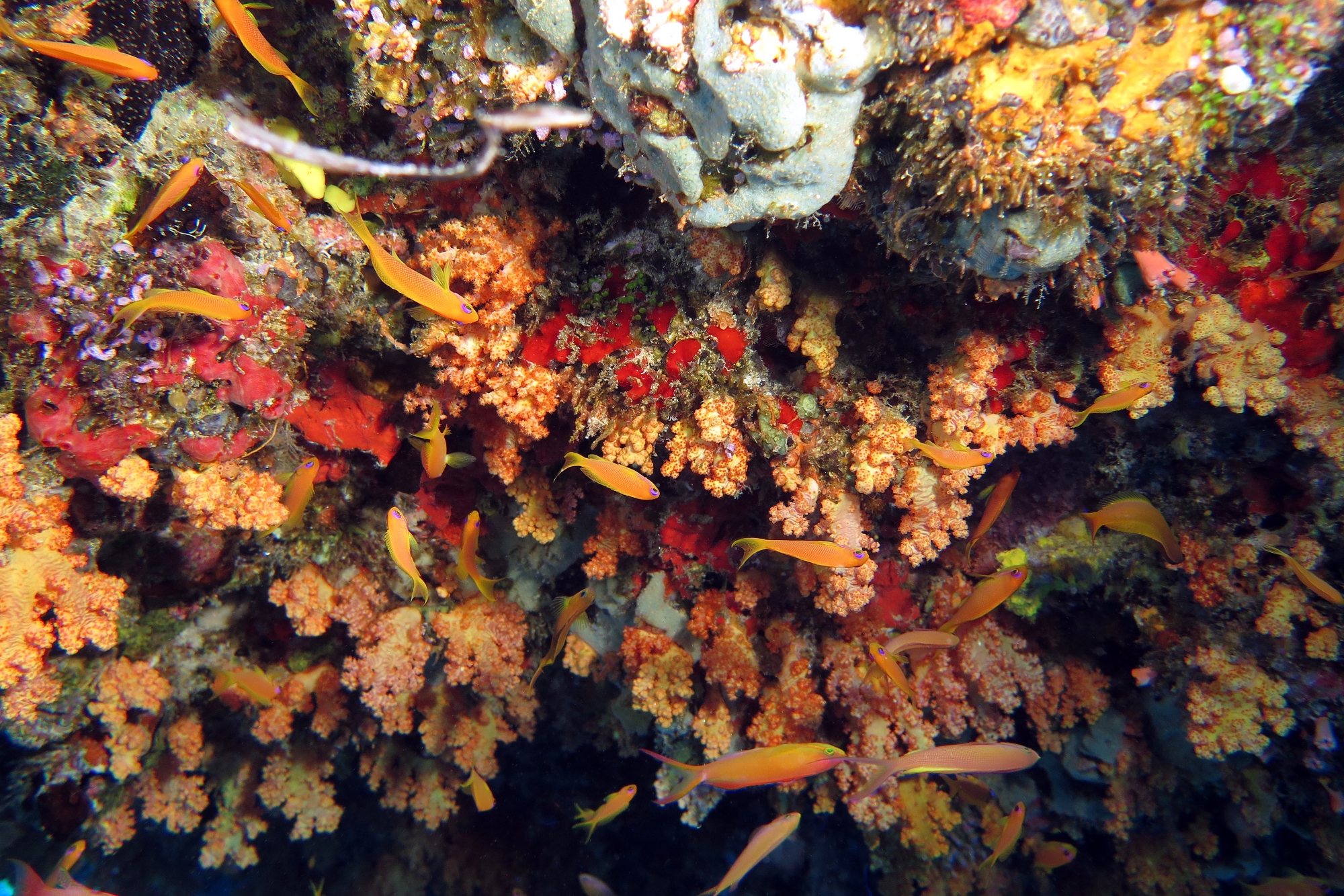 Pseudanthias squamipinnis, Pseudanthias ignitus