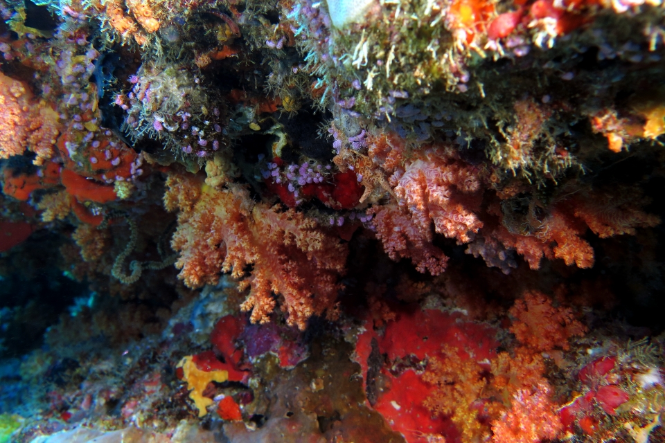 Stereonephthya sp. ou Dendronephthya sp.
