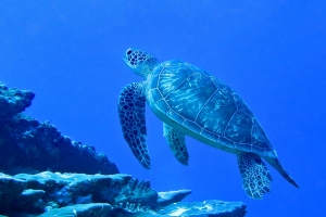 Chelonia mydas