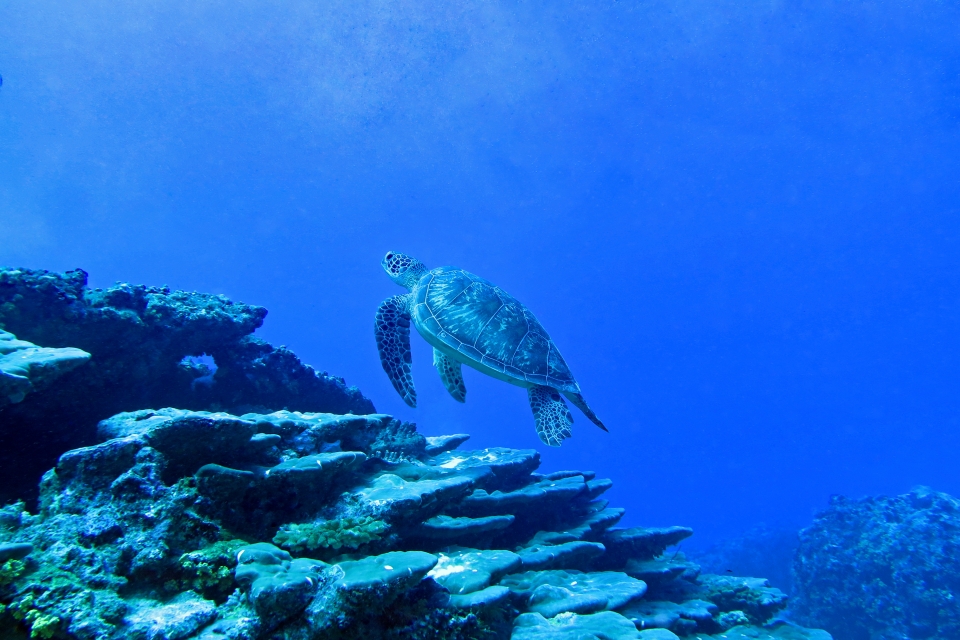Chelonia mydas