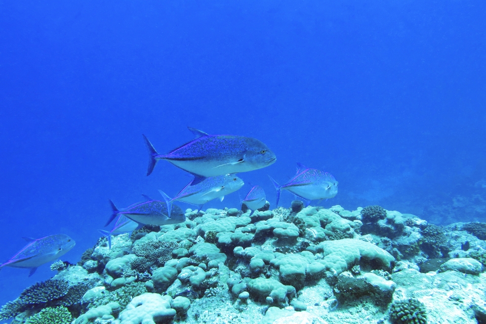 Caranx melampygus