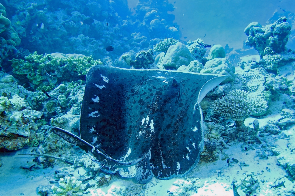 Taeniura meyeni