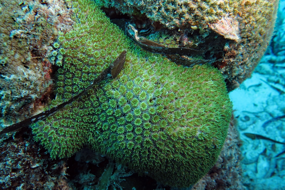 Galaxea fascicularis