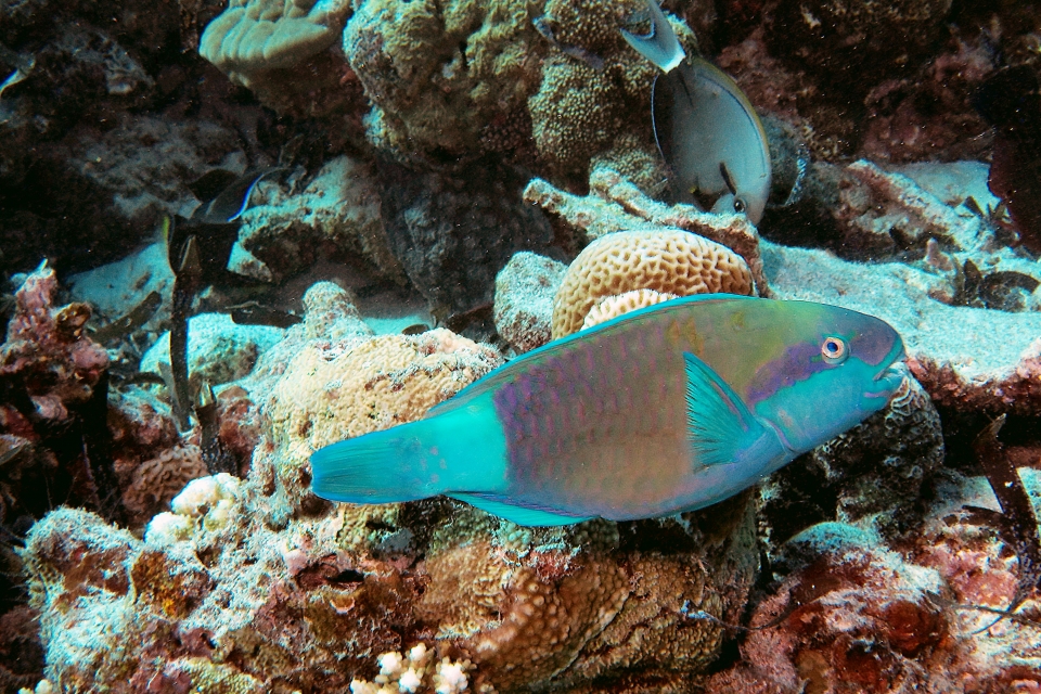 Chlorurus sordidus