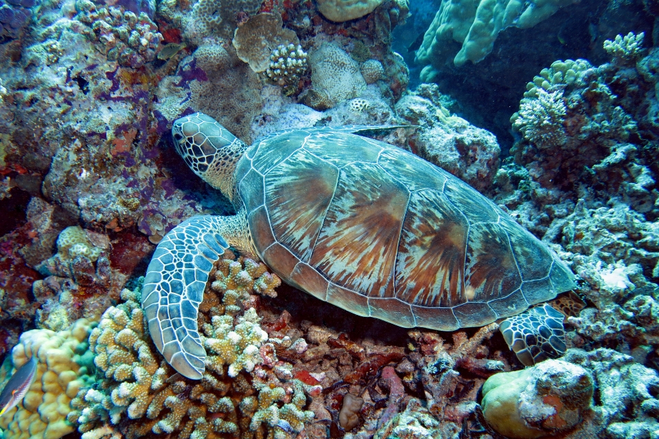 Chelonia mydas