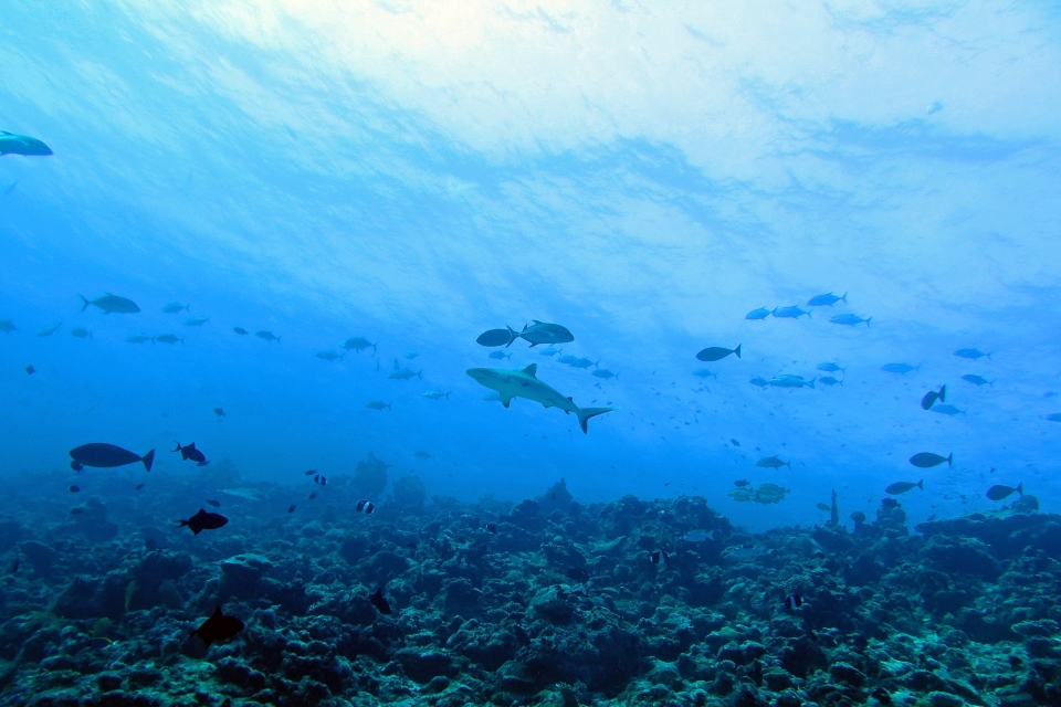 Carcharhinus amblyrhynchos