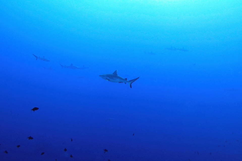 Carcharhinus amblyrhynchos