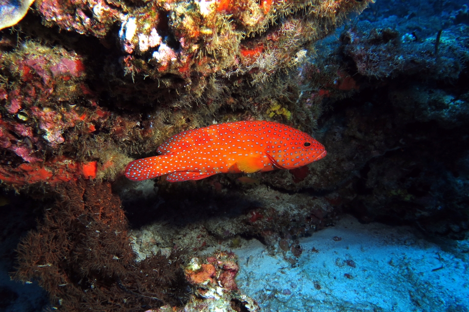 Cephalopholis miniata