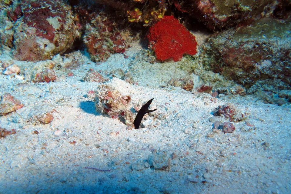 Rhinomuraena quaesita