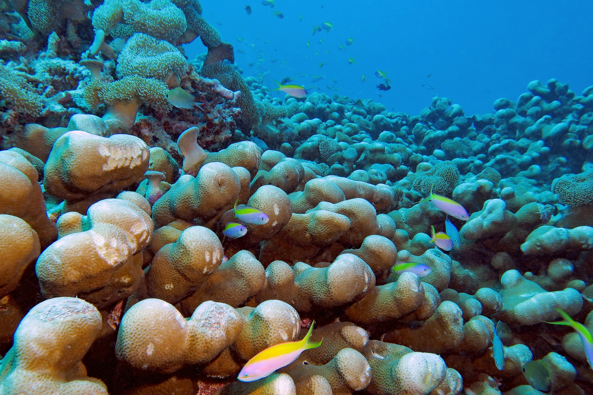 Pseudanthias evansi, Porites lobata