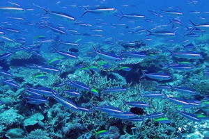 Pterocaesio tile, Pseudanthias evansi