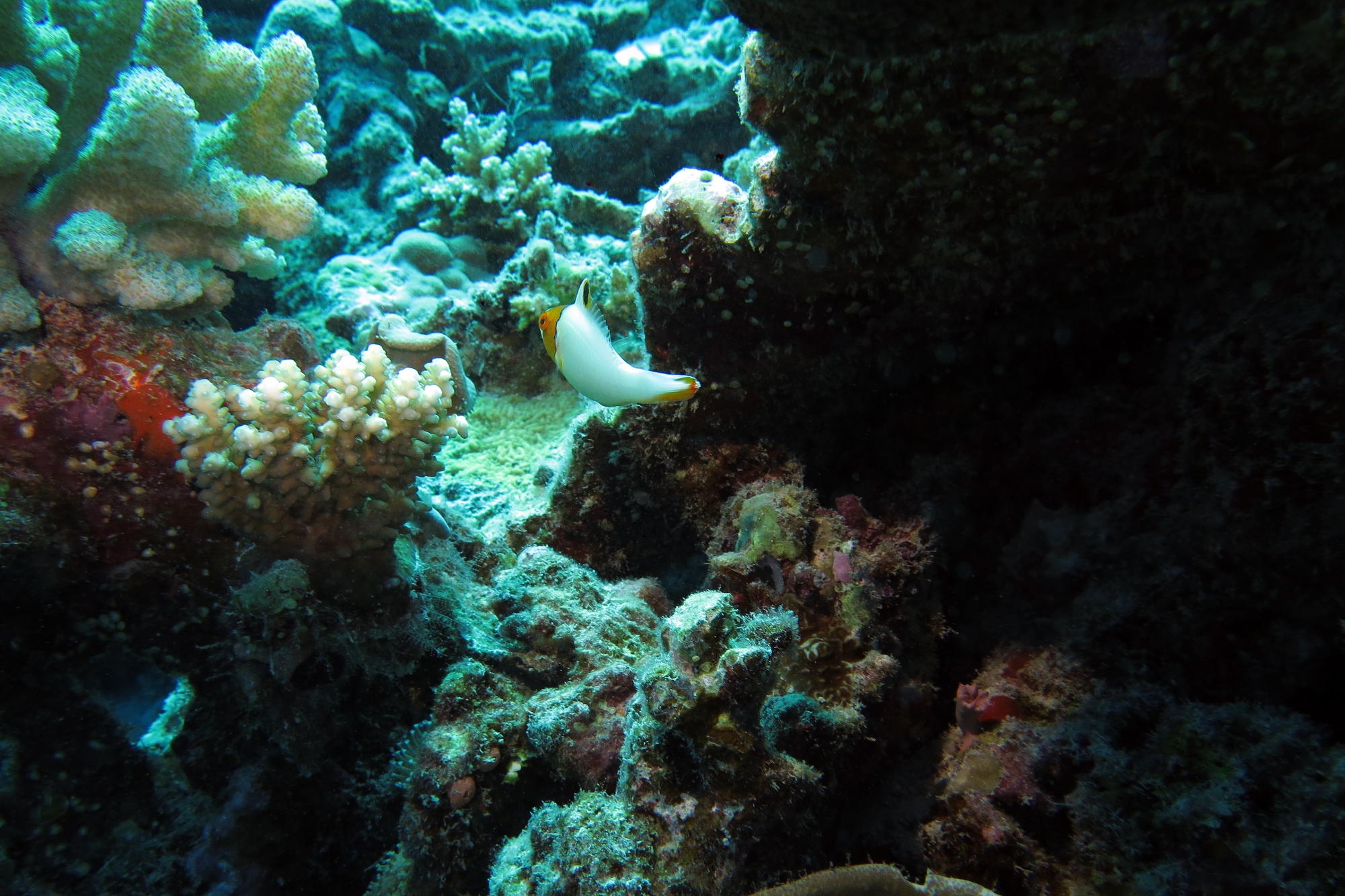 Cetoscarus bicolor
