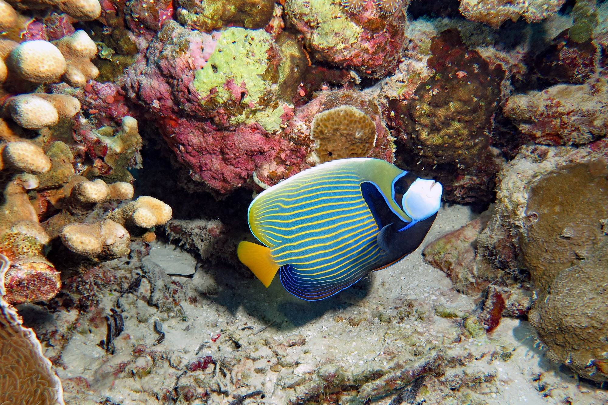 Pomacanthus imperator