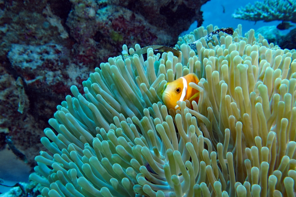 Amphiprion nigripes, Heteractis magnifica