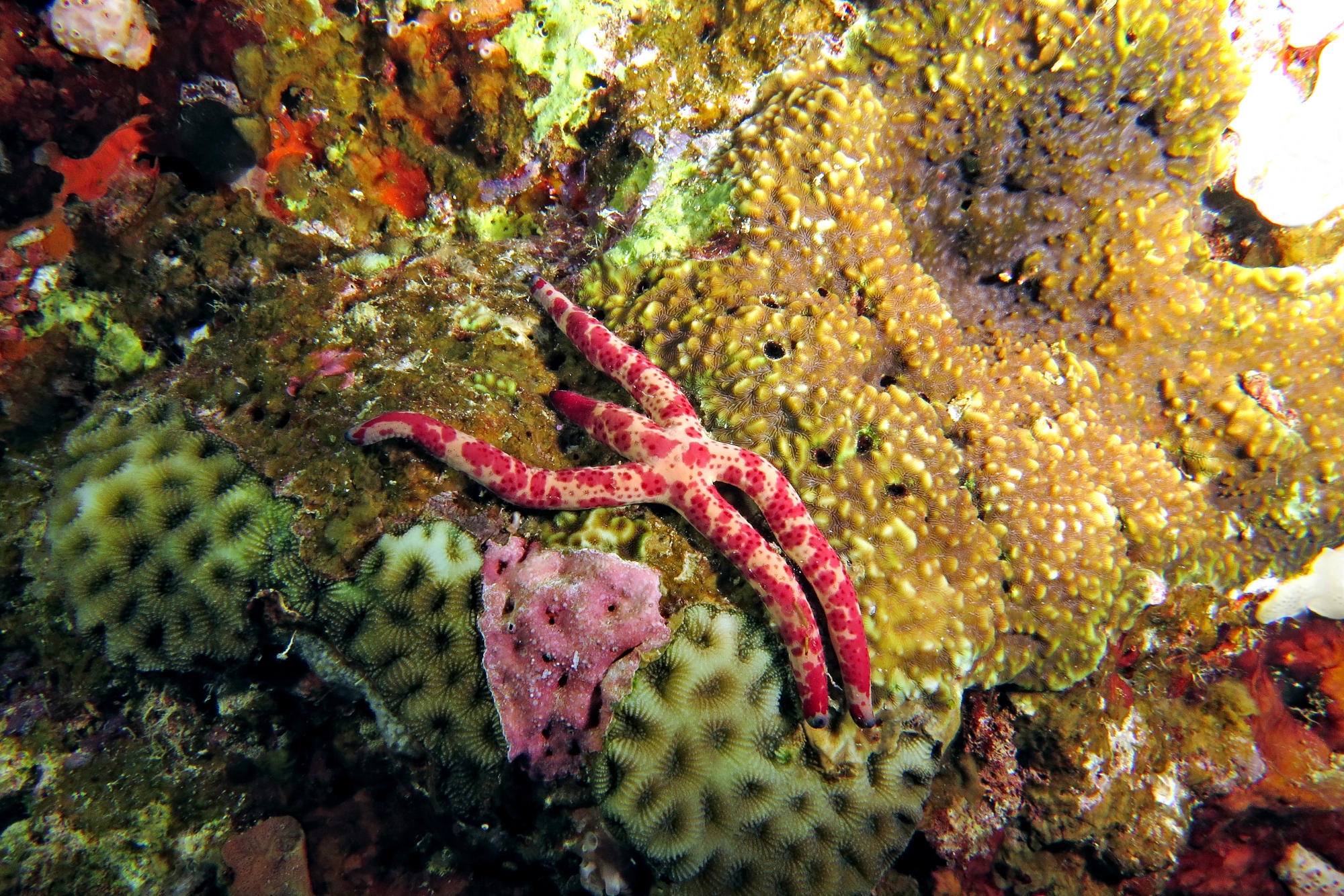 Linckia multifora