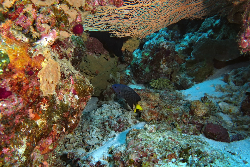 Pomacentrus philippinus