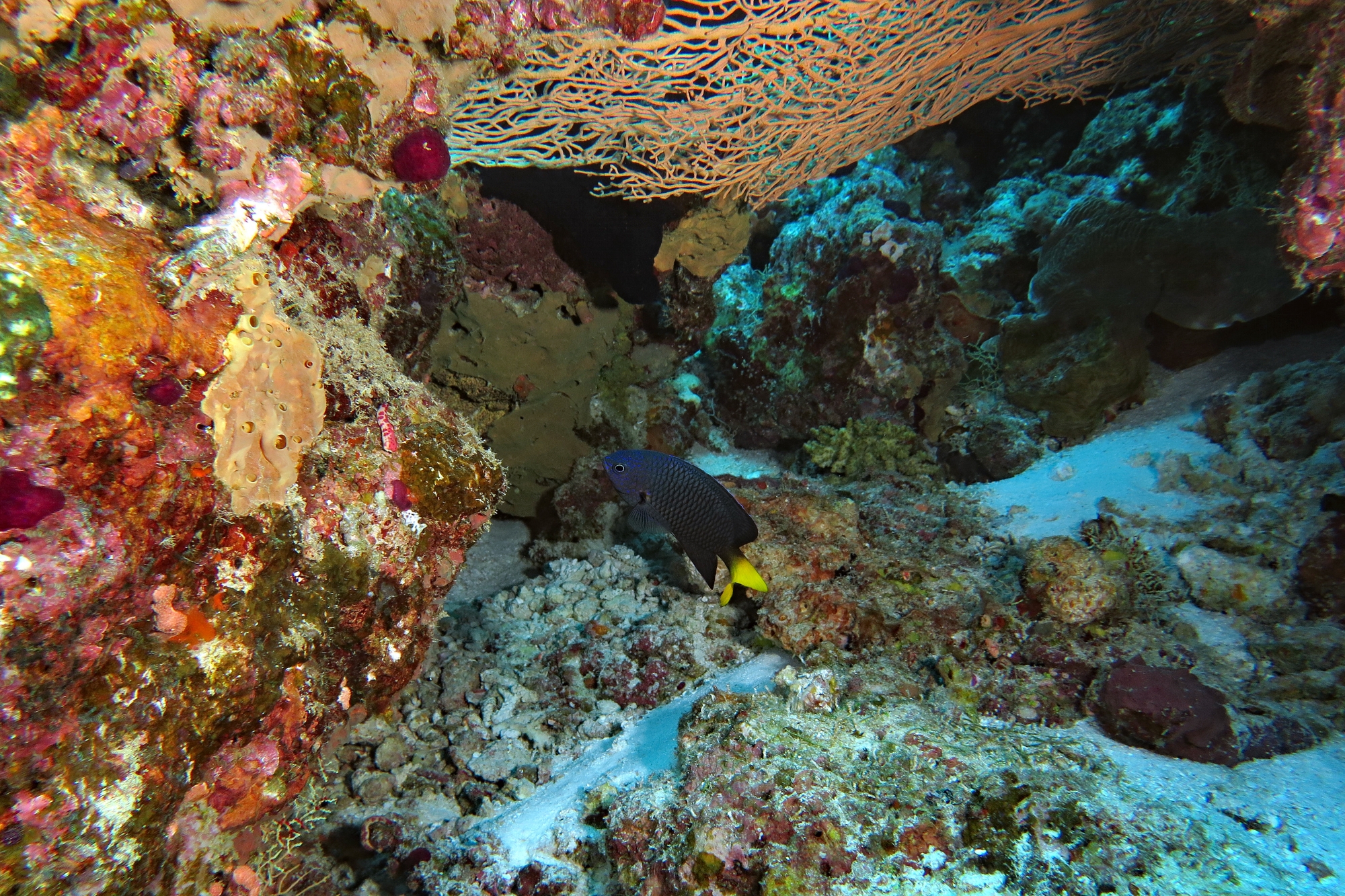 Pomacentrus philippinus