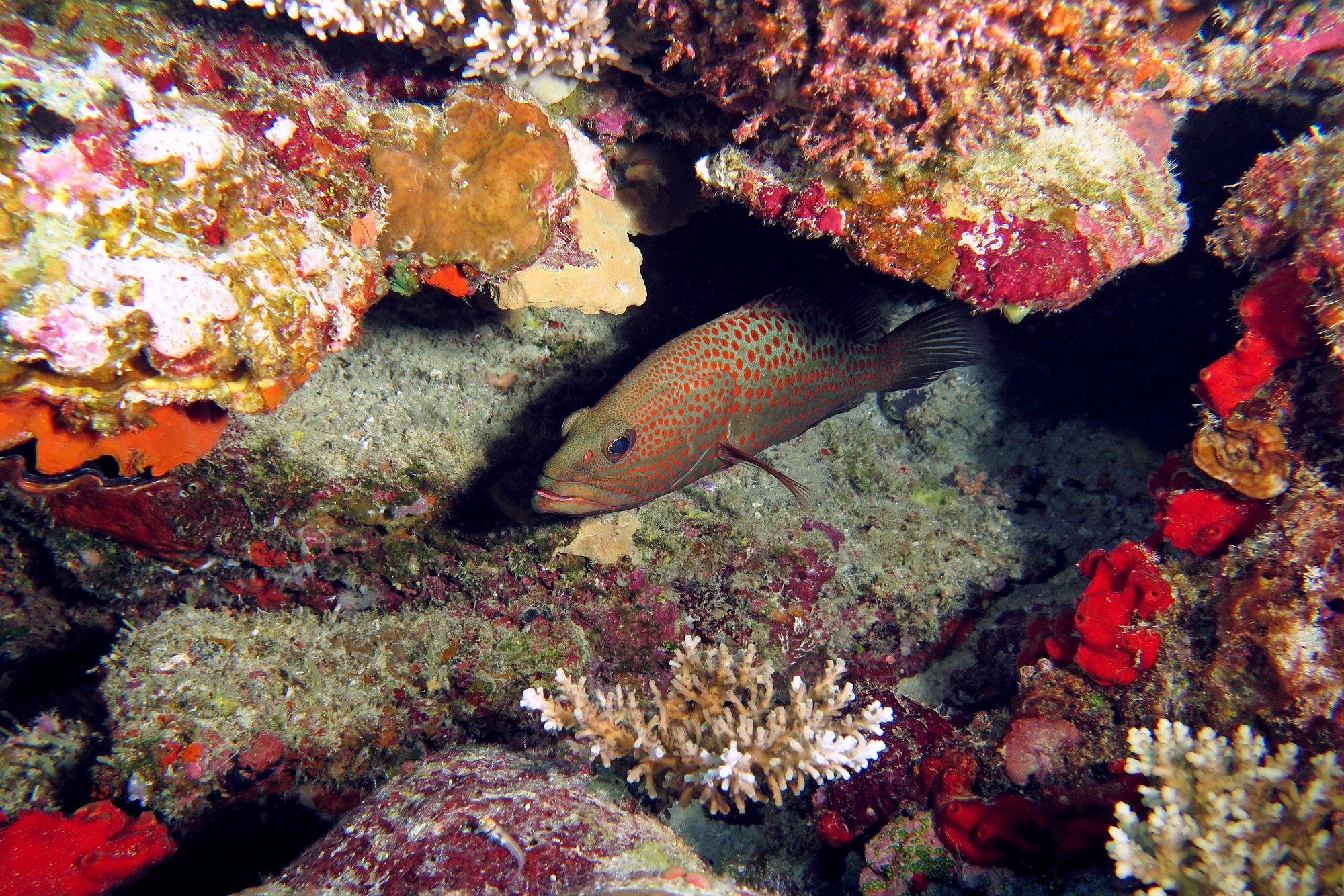 Anyperodon leucogrammicus