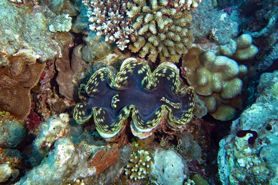 Tridacna squamosa