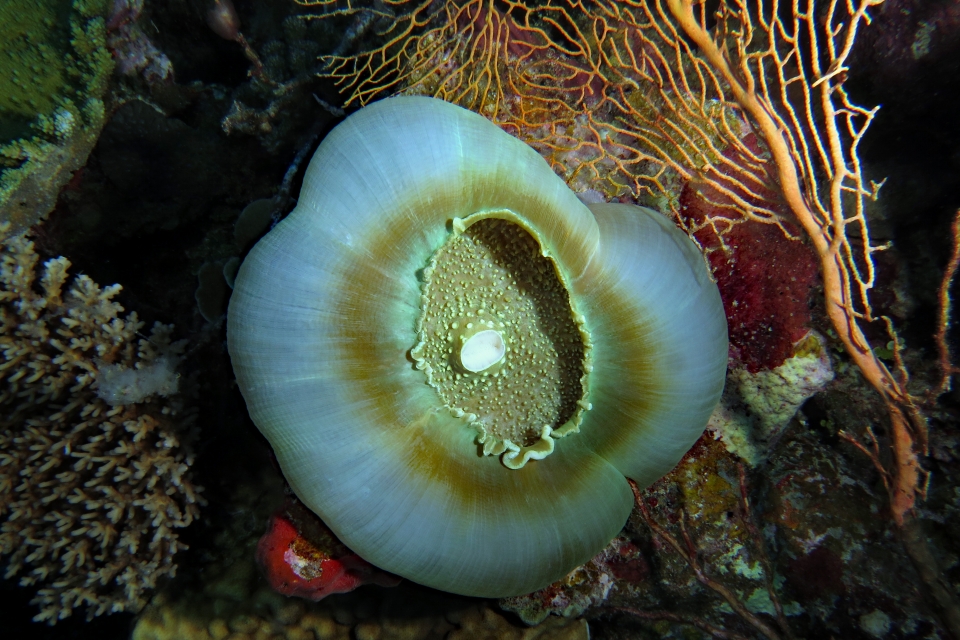 Amplexidiscus fenestrafer