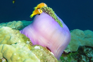 Heteractis magnifica, Amphiprion nigripes