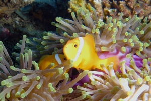 Heteractis magnifica, Amphiprion nigripes