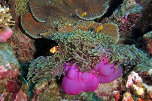 Heteractis magnifica, Amphiprion nigripes