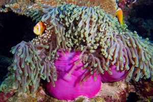 Heteractis magnifica, Amphiprion nigripes