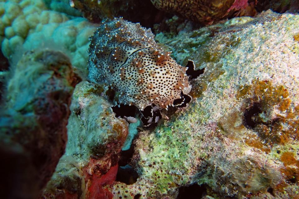 Pearsonothuria graeffei