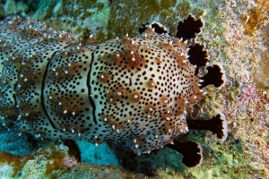 Pearsonothuria graeffei