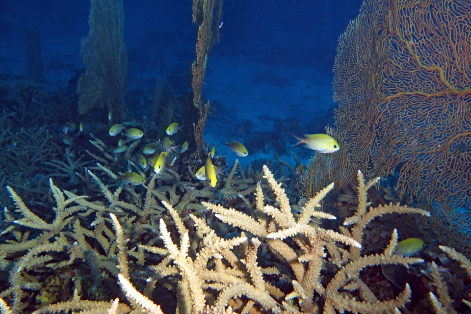 Chromis scotochiloptera