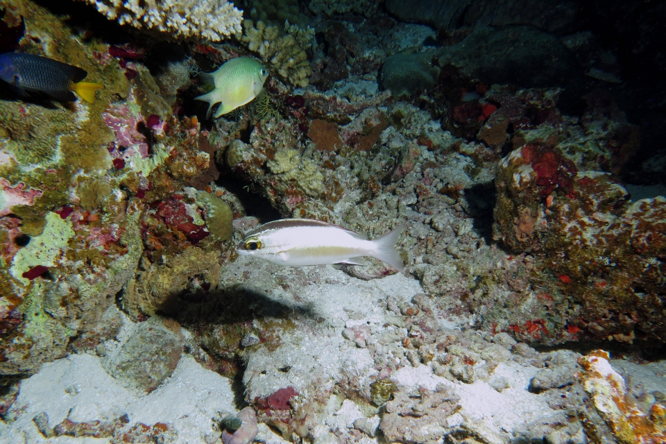 Scolopsis bilineata