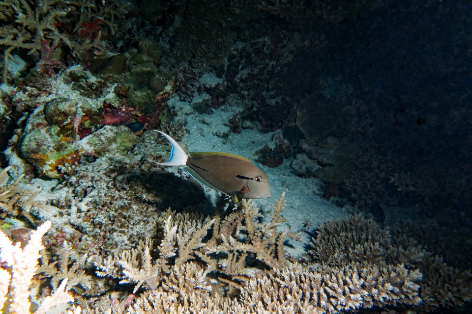 Acanthurus nigricauda