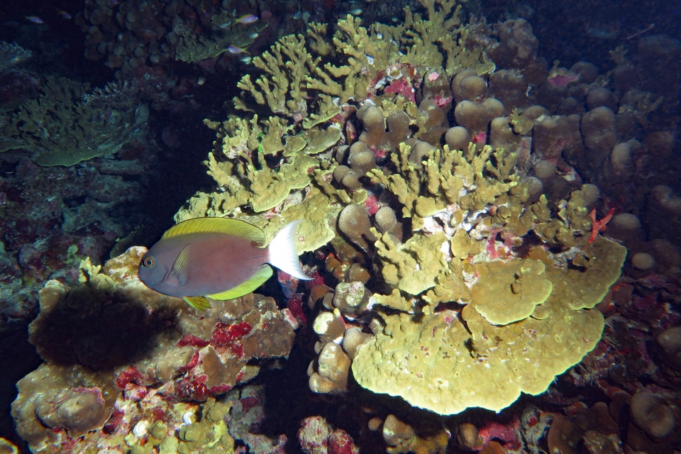 Acanthurus thompsoni