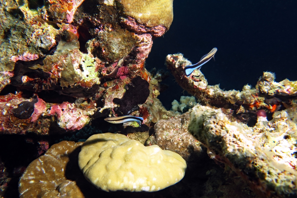 Labroides dimidiatus