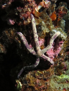 Linckia multifora