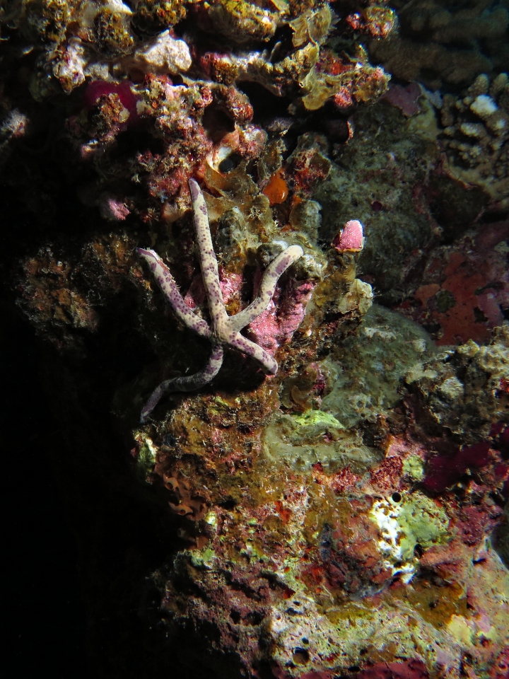 Linckia multifora