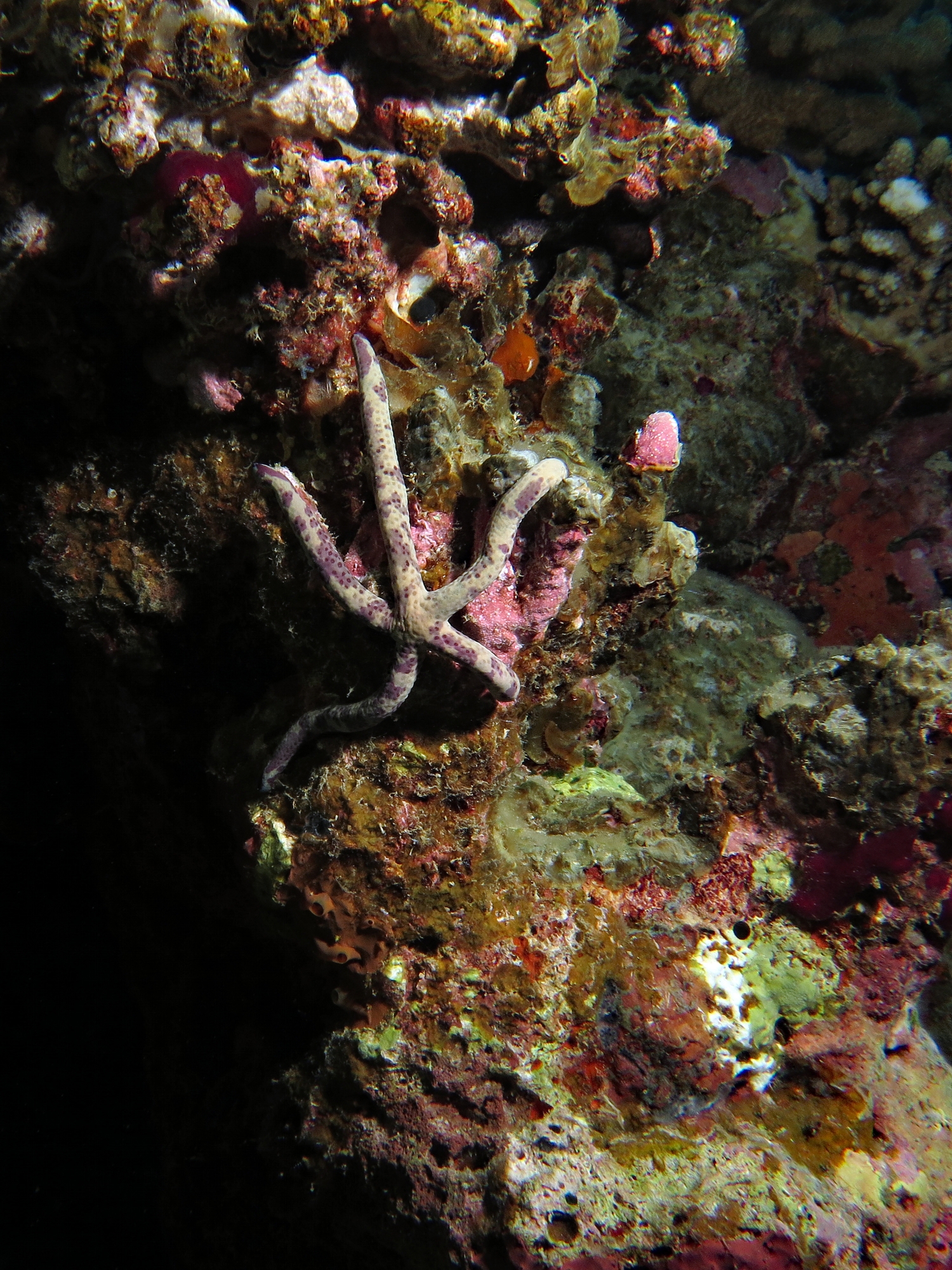 Linckia multifora