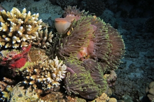 Heteractis magnifica, Amphiprion nigripes