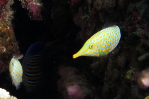 Oxymonacanthus longirostris