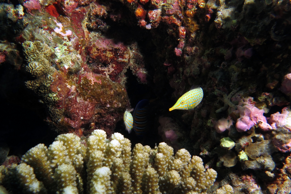 Oxymonacanthus longirostris