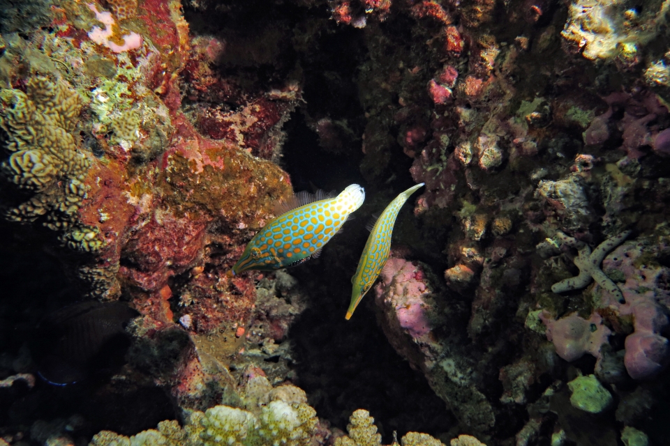 Oxymonacanthus longirostris