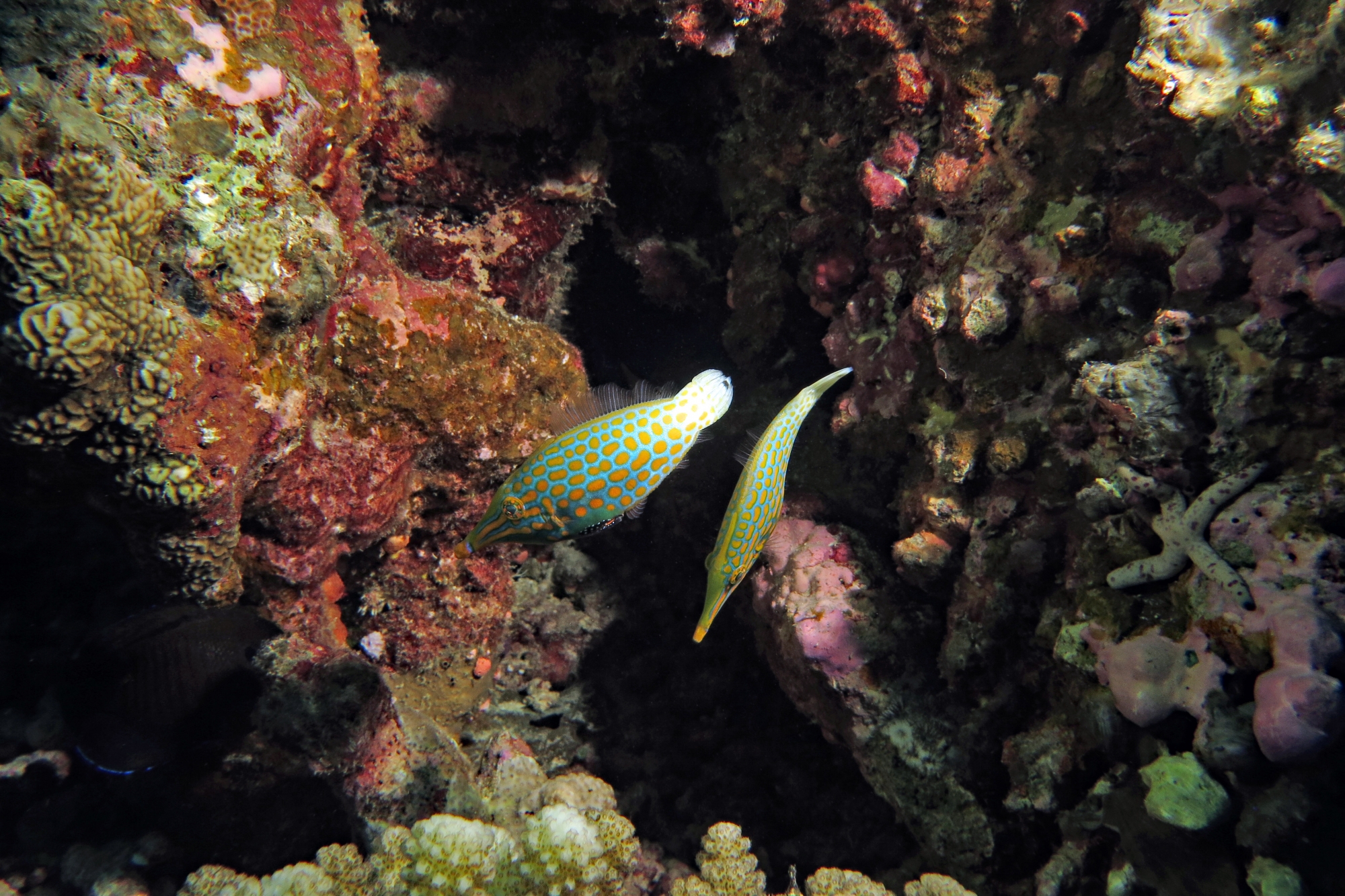 Oxymonacanthus longirostris