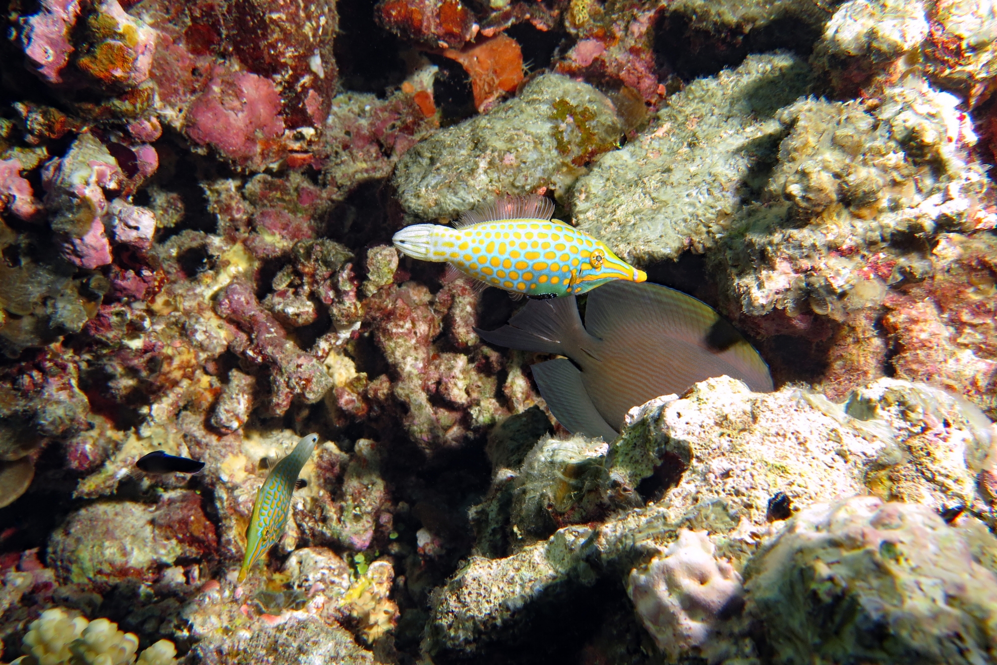 Oxymonacanthus longirostris, Ctenochaetus striatus