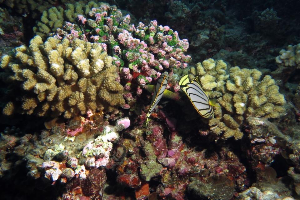 Chaetodon meyeri