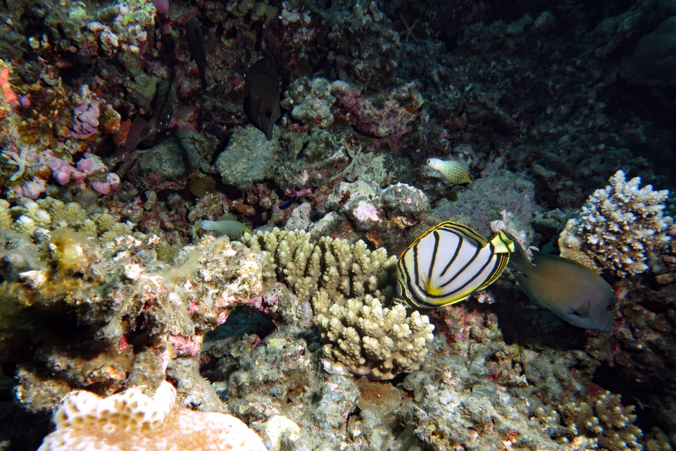 Chaetodon meyeri, Ctenochaetus striatus, Oxymonacanthus longirostris