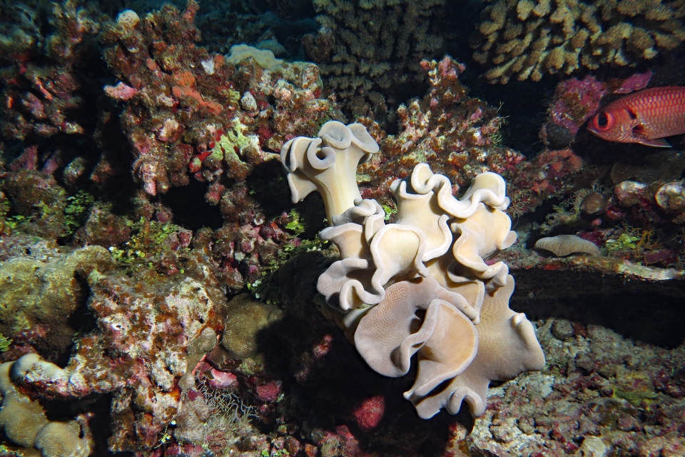 Sarcophyton sp