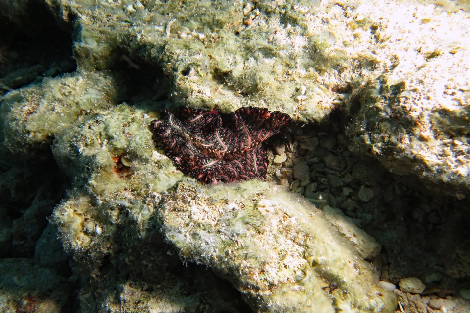 Pseudobiceros bedfordi