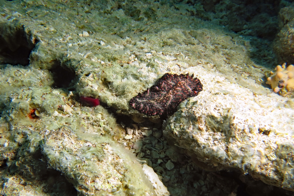 Pseudobiceros bedfordi